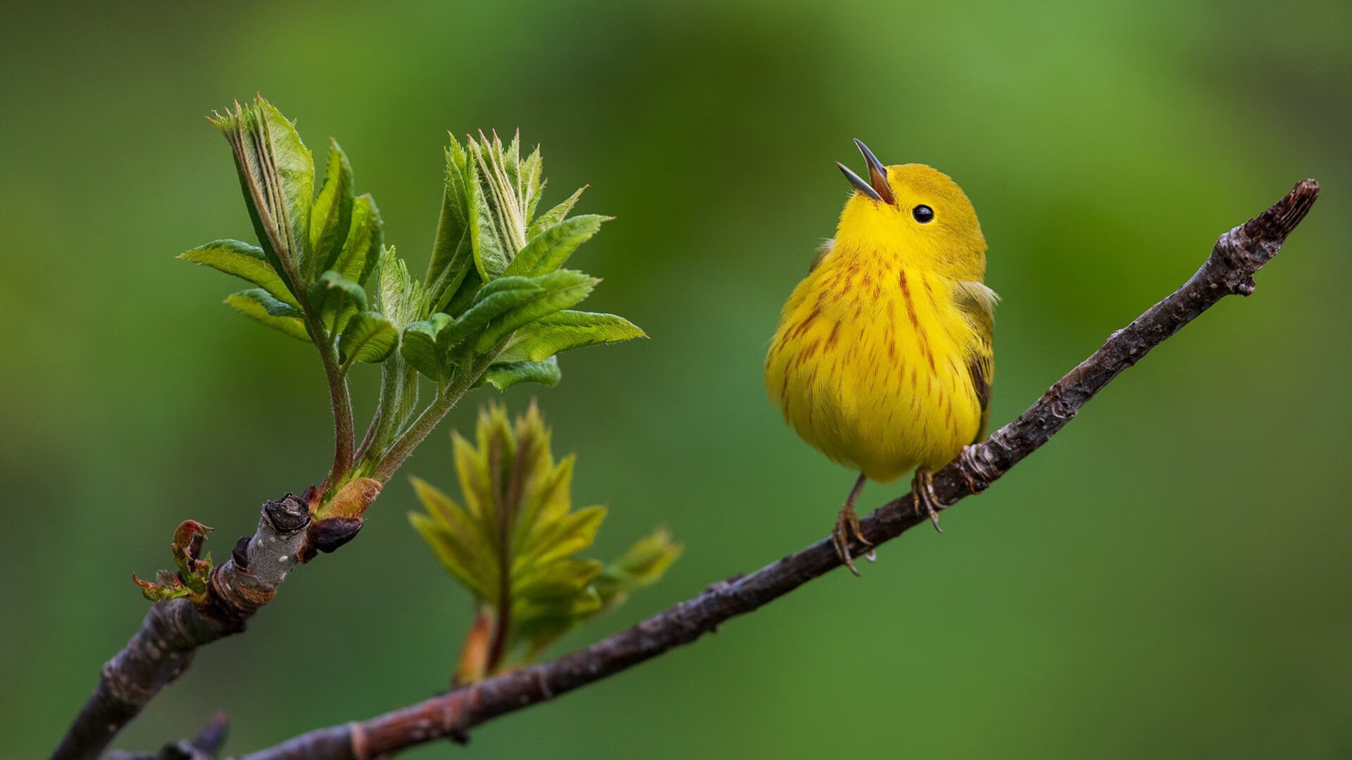 开云体育app-北欧坚冰遇南意烈焰，马丁内利炫技撕裂芬兰防线