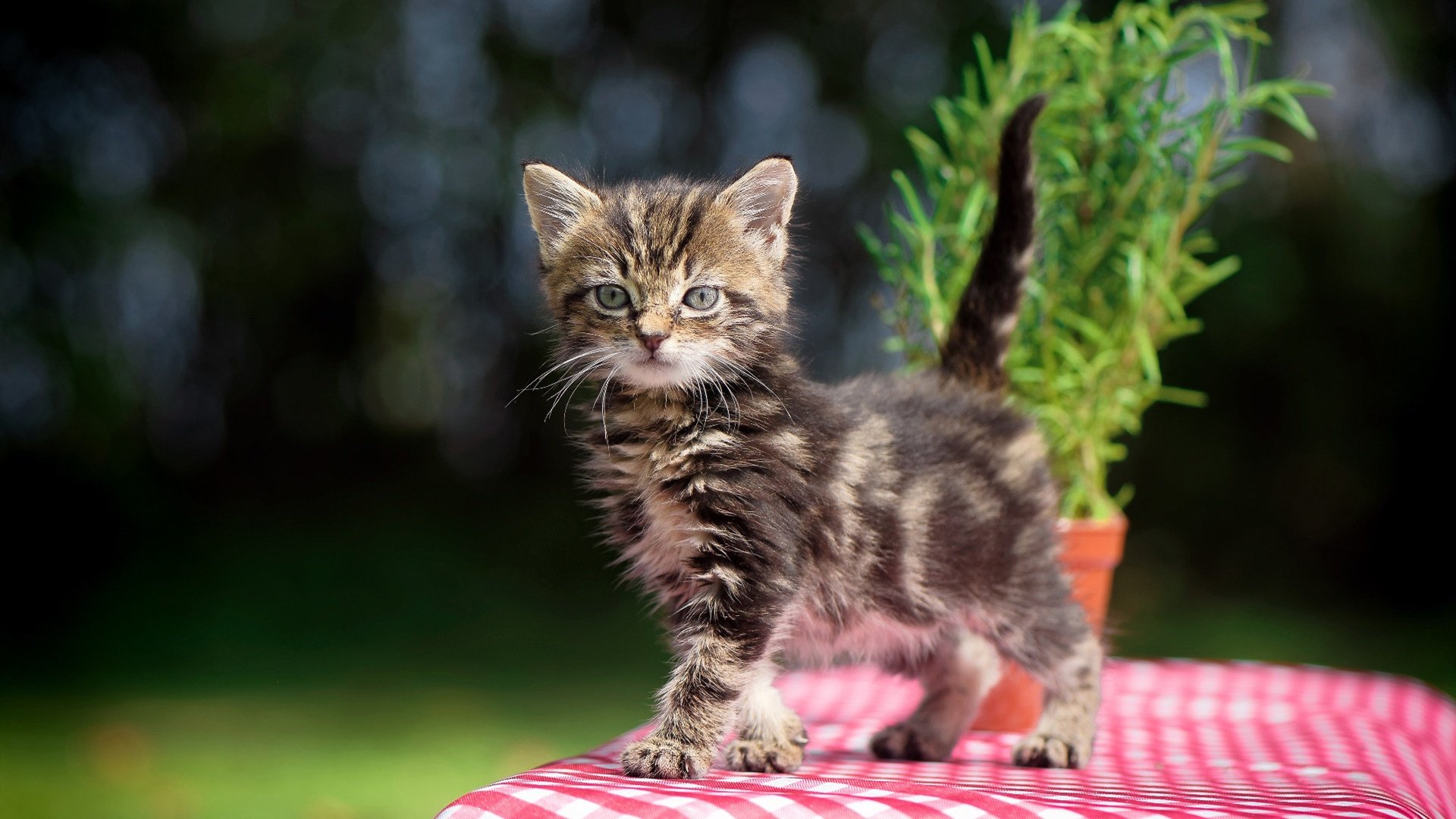 萨内关键先生闪耀,国际米兰惊天翻盘摩洛哥