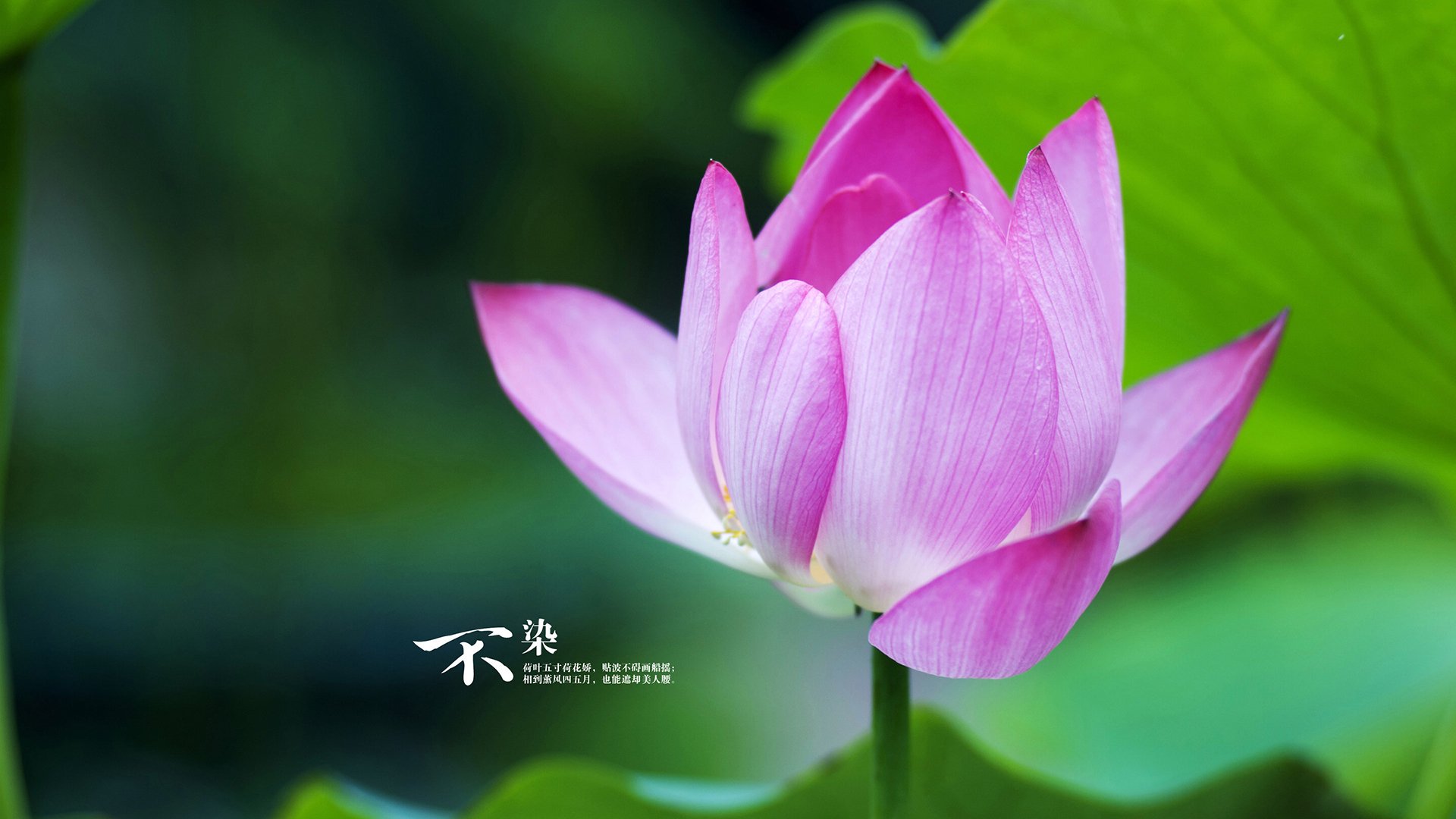 开云官网-贝林厄姆爆发难挽败局，阿根廷友谊赛力克AC米兰