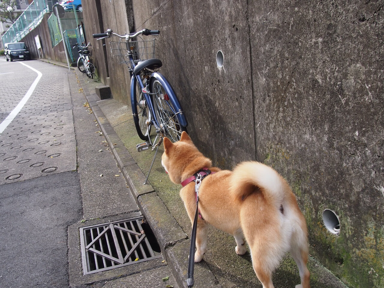 开云体育APP下载-跨联赛巅峰对决，广厦队淘汰赛力克猛龙，谱写篮球新篇章