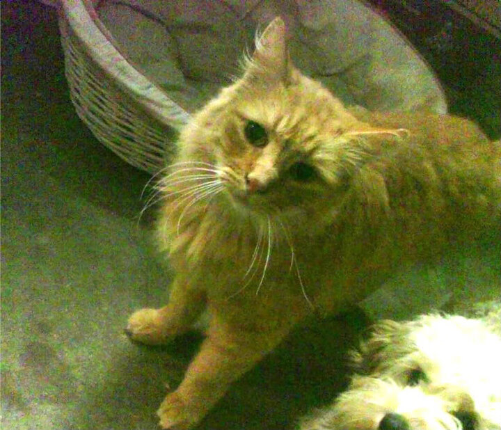 开云体育官方网站-铁翼压哨，柏林赫塔绝杀逆袭，德甲争冠天平倾斜