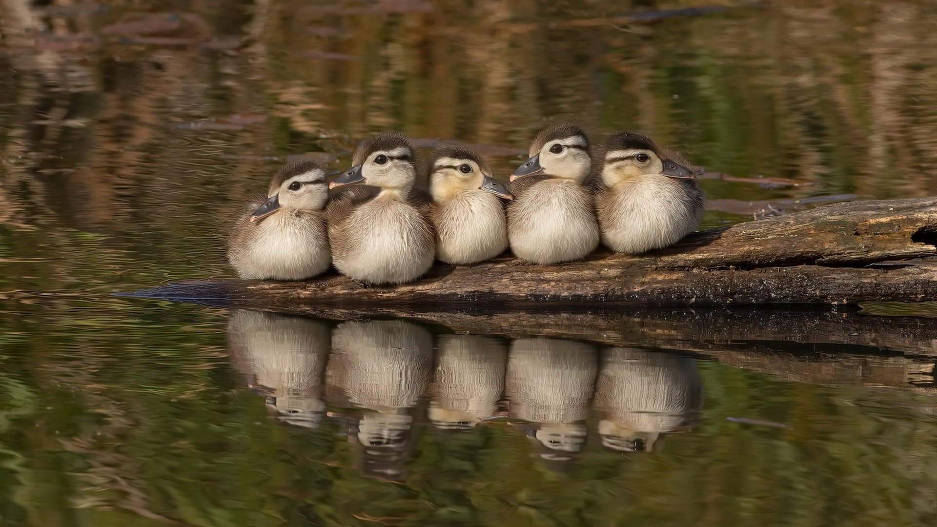 开云下载-F1新赛季揭幕战之夜，绿茵魔术师如何驱动赛道的胜负齿轮？
