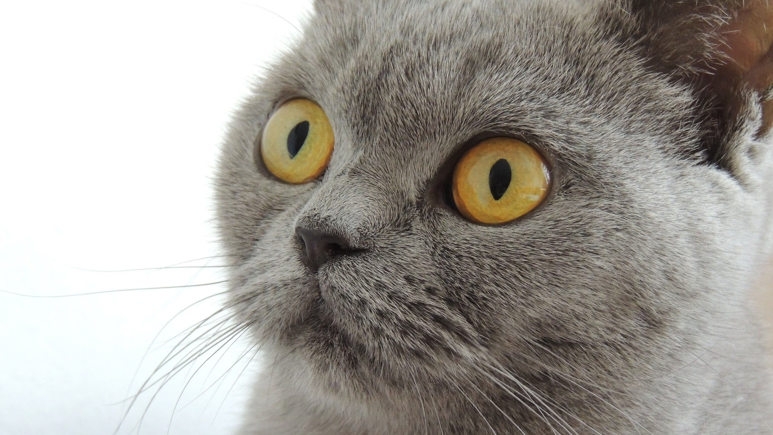 广厦队速胜火箭，约基奇个人能力完全展现