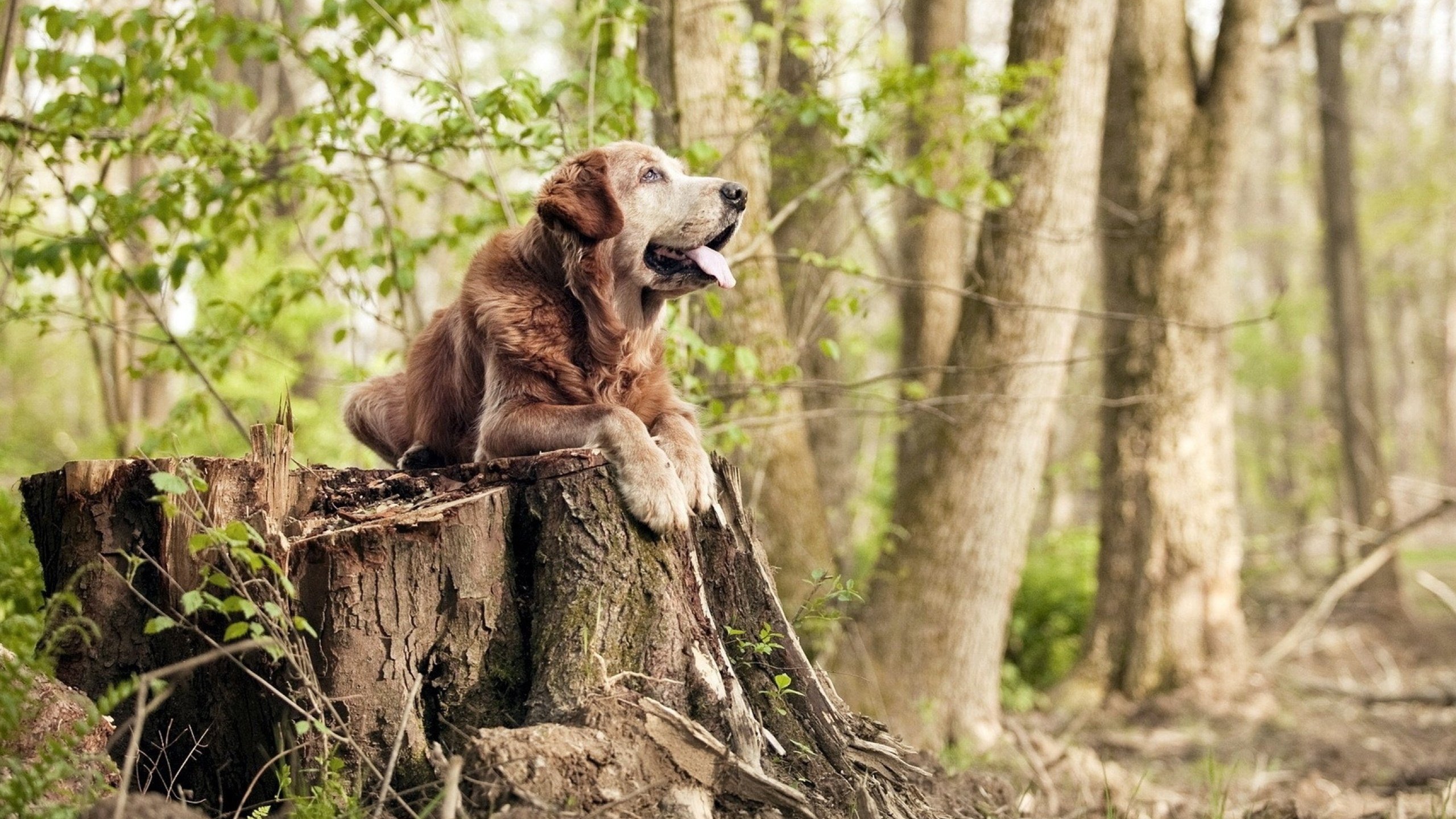开云APP-当铁腰轰出世界波，坎特爆发引爆比利亚雷亚尔与塞内加尔的冰与火之歌