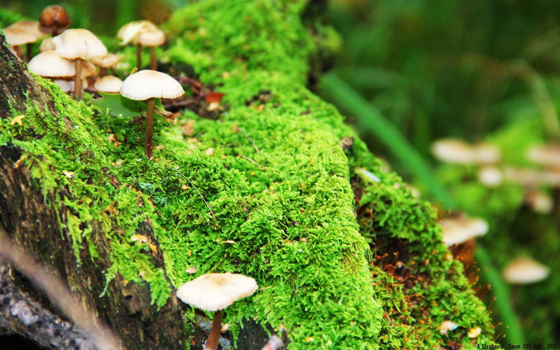 国际米兰狂胜阿尔及利亚?一场跨越时空的足球幻想