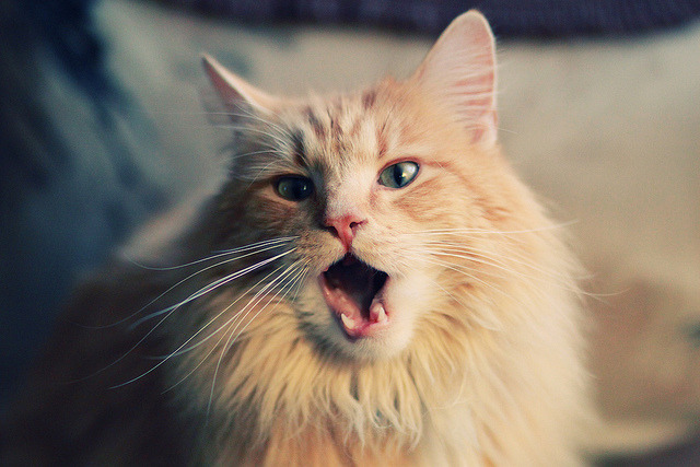 开云体育APP下载-一夜两重天，维尼修斯梅开二度破心魔，沙特补时绝杀撼动美洲杯