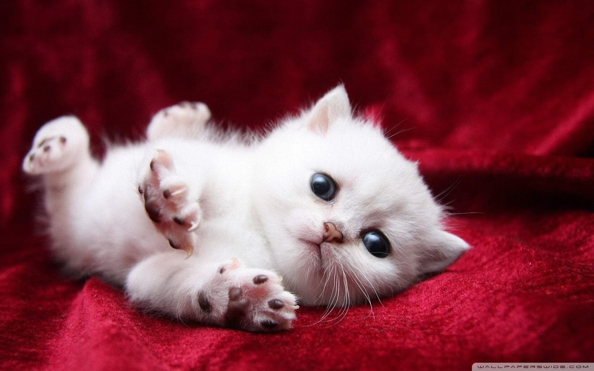 库里稳定输出不掉线,尼克斯冲垮火箭显威能