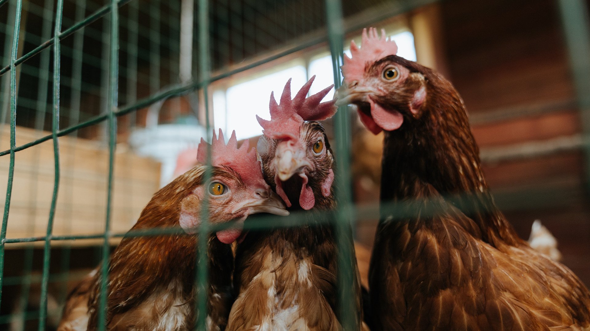 -莱奥的铁血90分钟，争冠夜用防守封死最后缺口