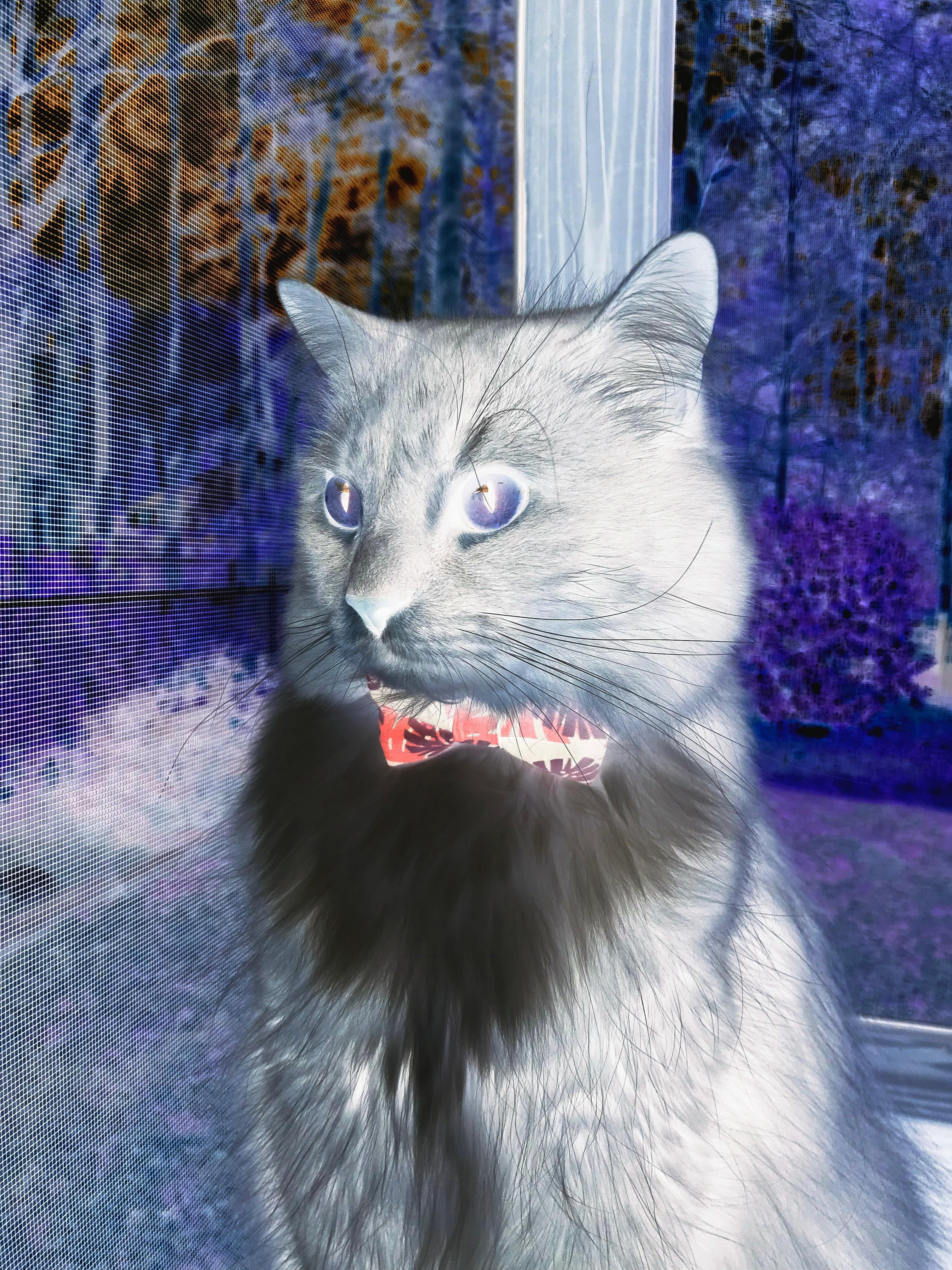 西亚卡姆一剑封喉，国王强势晋级背后的战术革命