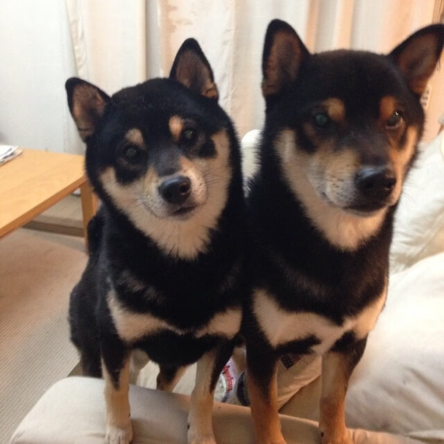 惊艳！尼日利亚梦之队横空出世，NBA非洲战场焦点战碾压塞内加尔