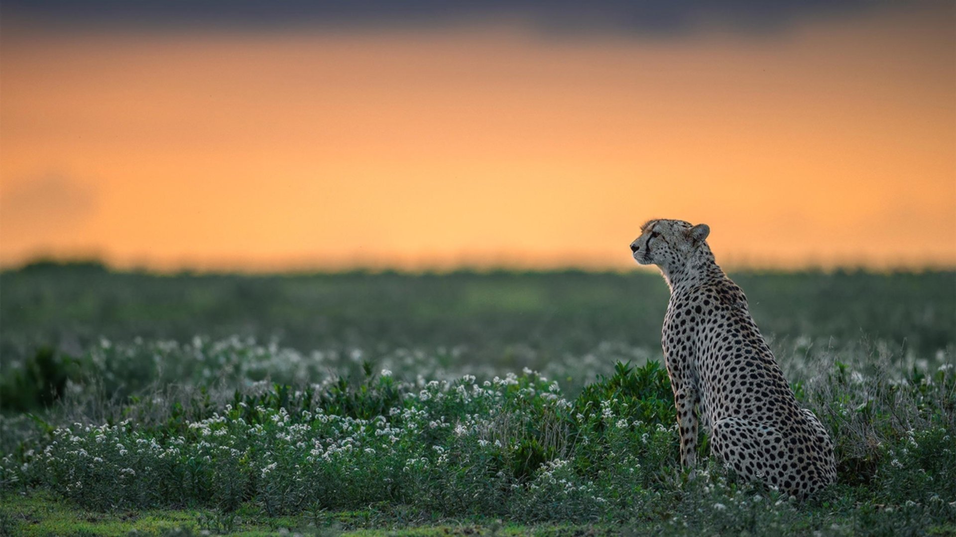 伦纳德死神时刻！步行者窒息防守强压勇士，关键时刻连续得分定乾坤