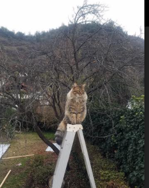 乔治存在感拉满！黄蜂对阵凯尔特人激战，个人英雄主义与团队碰撞的史诗之夜
