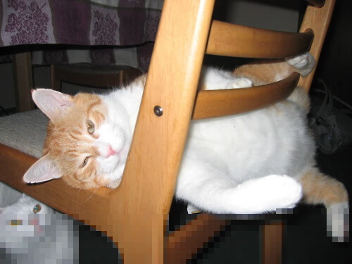 开云体育平台APP-龙吟绝响，当骨子里的凶猛撕裂了天空的优雅