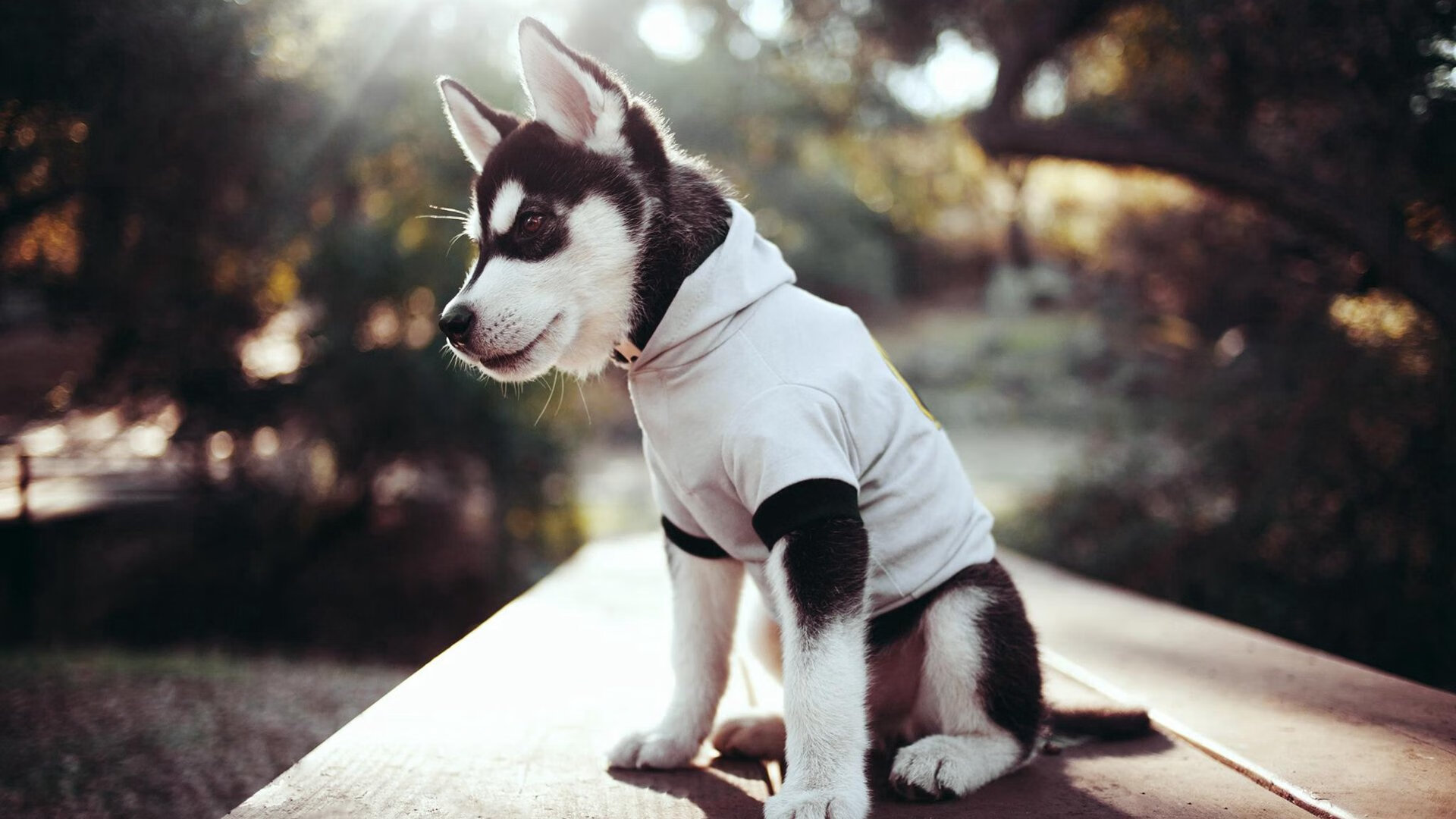 欧冠赛场上的NBA式英雄，迪巴拉表现堪称教科书