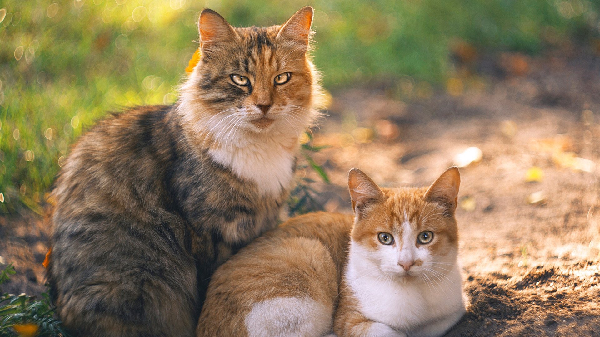 东决关键焦点战，墨西哥斩落日本，晋级之路再添辉煌