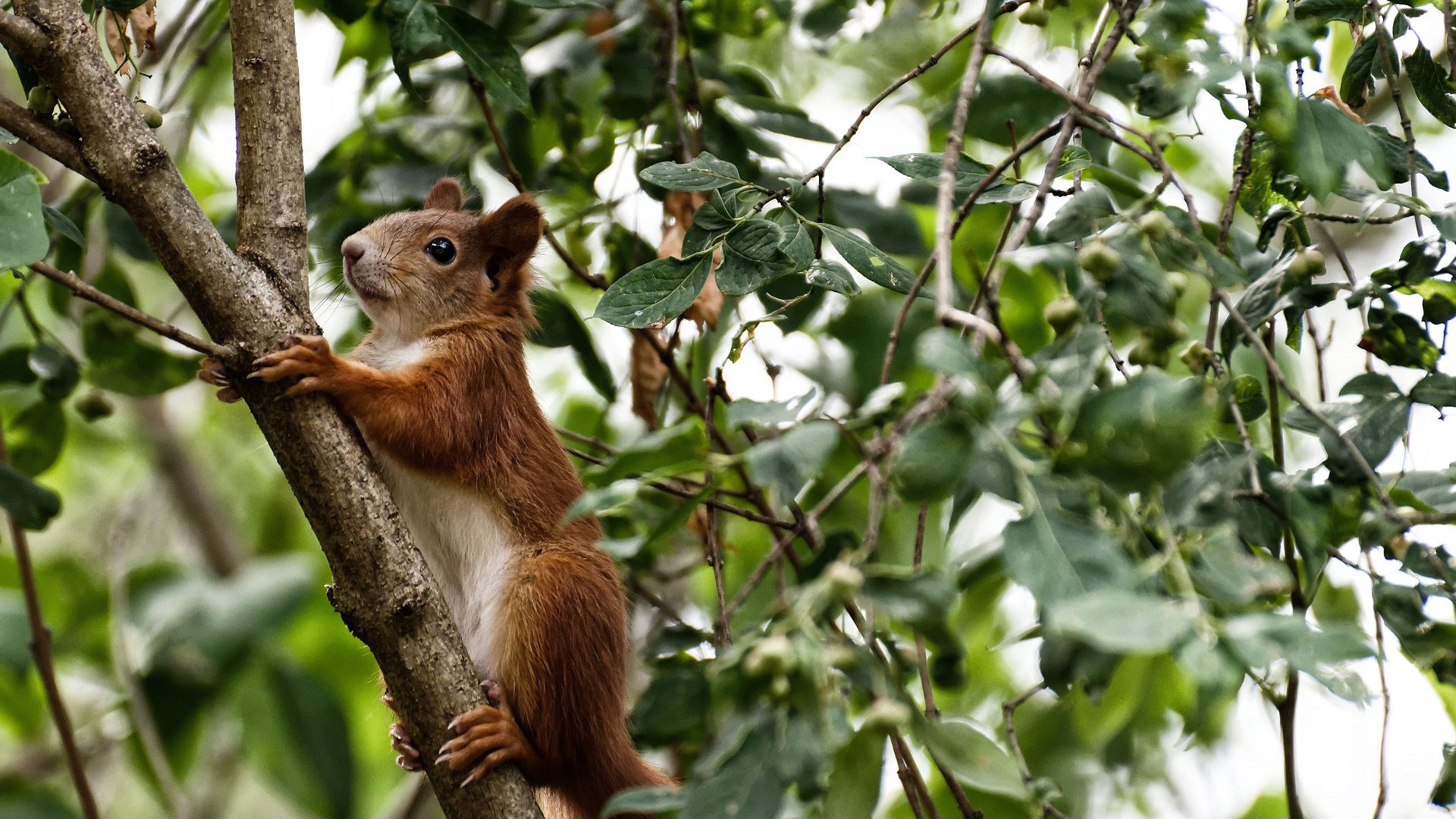 莱奥·梅西,当硬仗之王遭遇沙漠雄狮