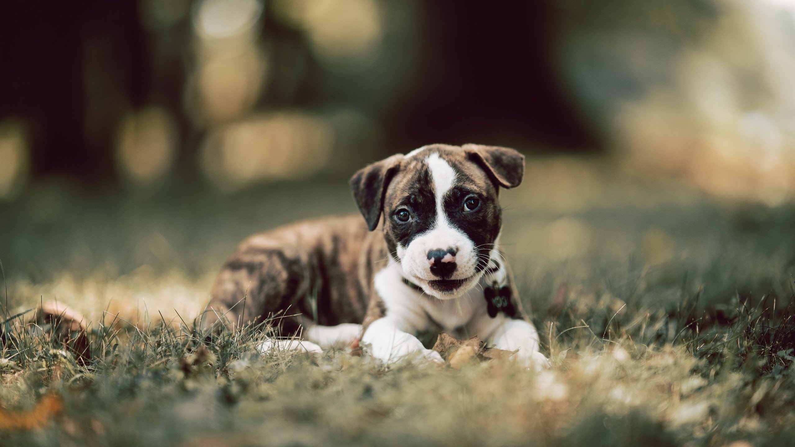 跨洋对决的奇迹之夜，东契奇助上海队力克奇才