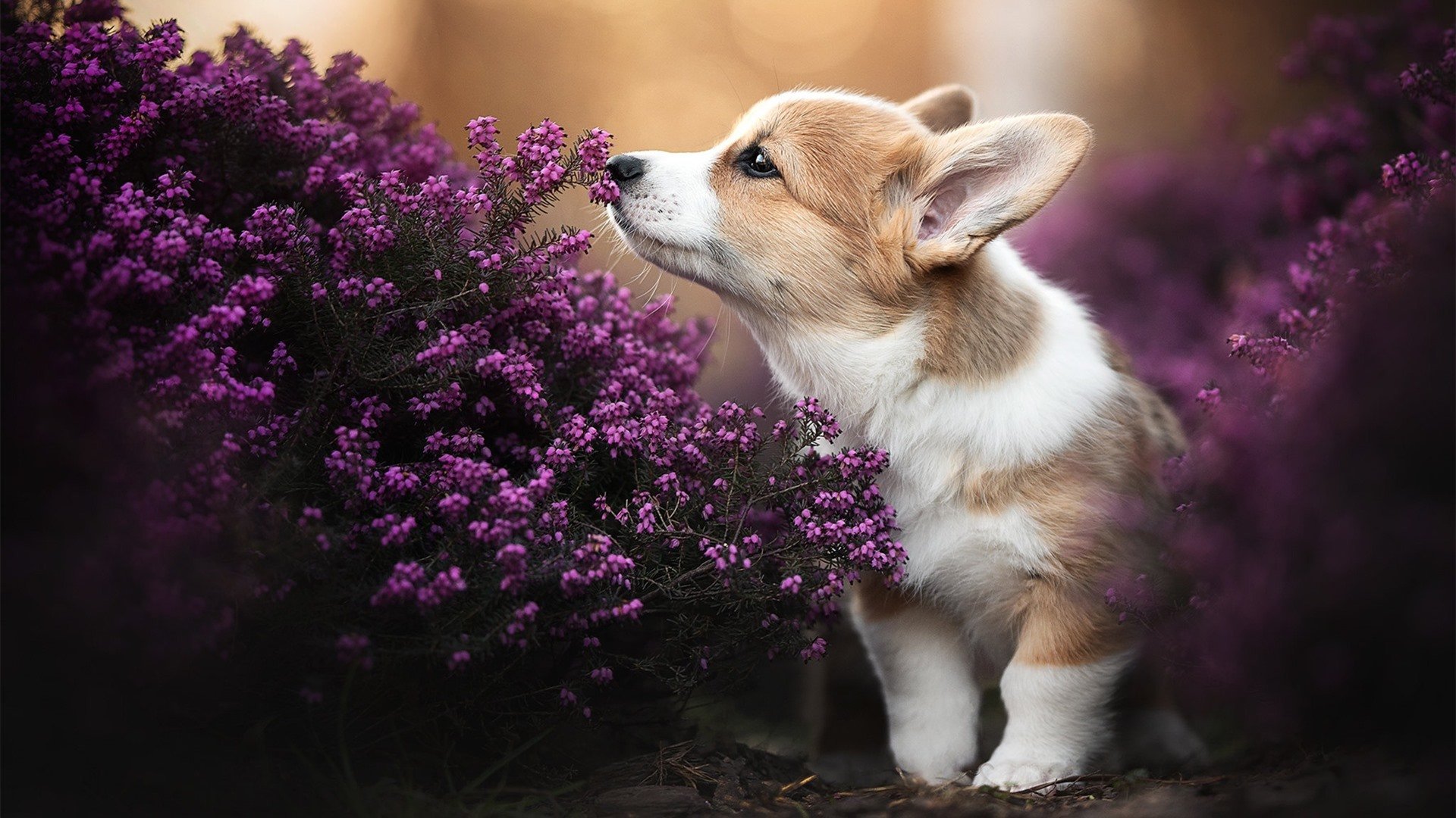 跨界风暴，加克波NBA总决赛传奇接管，美国队轻取雷恩铸就辉煌