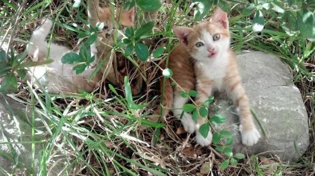 金玟哉一剑封喉，沙特风暴踏平梅阿查，亚洲足球的崛起之夜