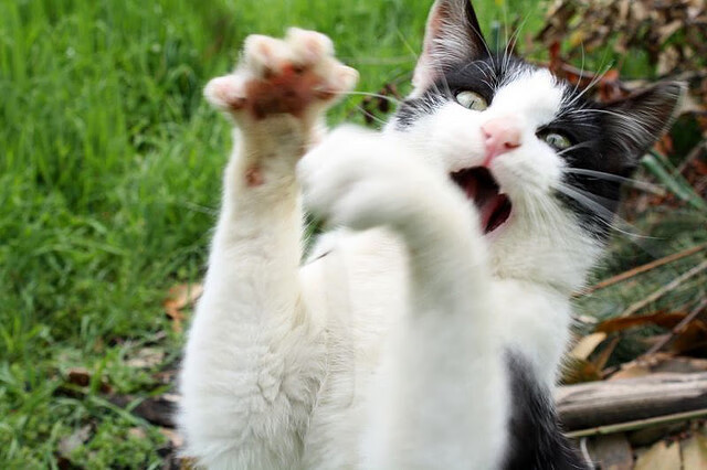 阿尔瓦雷斯梅开二度导演闪电战,西班牙风暴席卷斯坦福桥