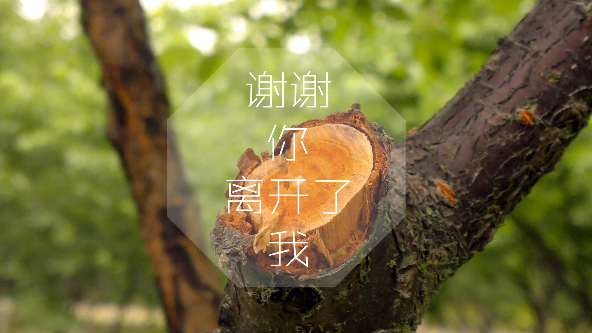 布达佩斯风暴,匈牙利碾压伊朗,塔雷米上演致命一击锁定C组头名